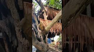 Download Lagu #solawatmerdu MP3