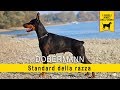 Dobermann - Standard della razza