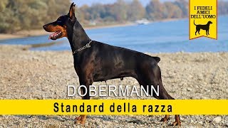 Dobermann  Standard della razza