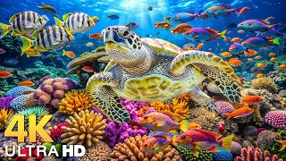 수중의 경이로움 4K | 최고의 4K 수족관에서 바다 동물을 감상하세요 🐳 편안한 수면 음악 #1 screenshot 3