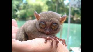 STRANGE CREATURES - genetic hybrids and mythological animals