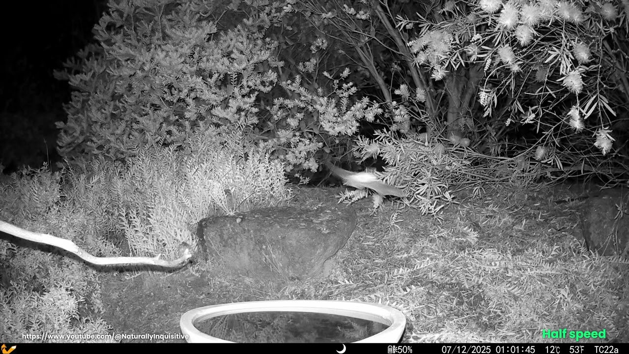 Garden visitors - Microbat - 2025