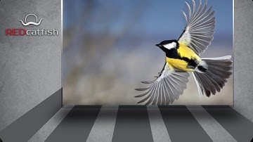 How Do Migrating Birds Know Where To Go?