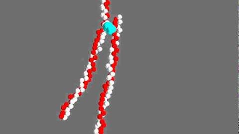 Two DNA with synapsin