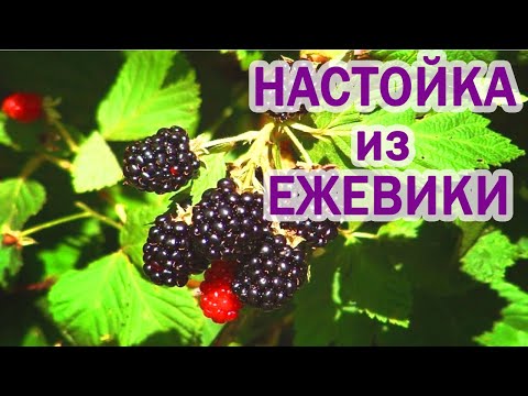 Настойка из ежевики на спирту в домашних условиях рецепт