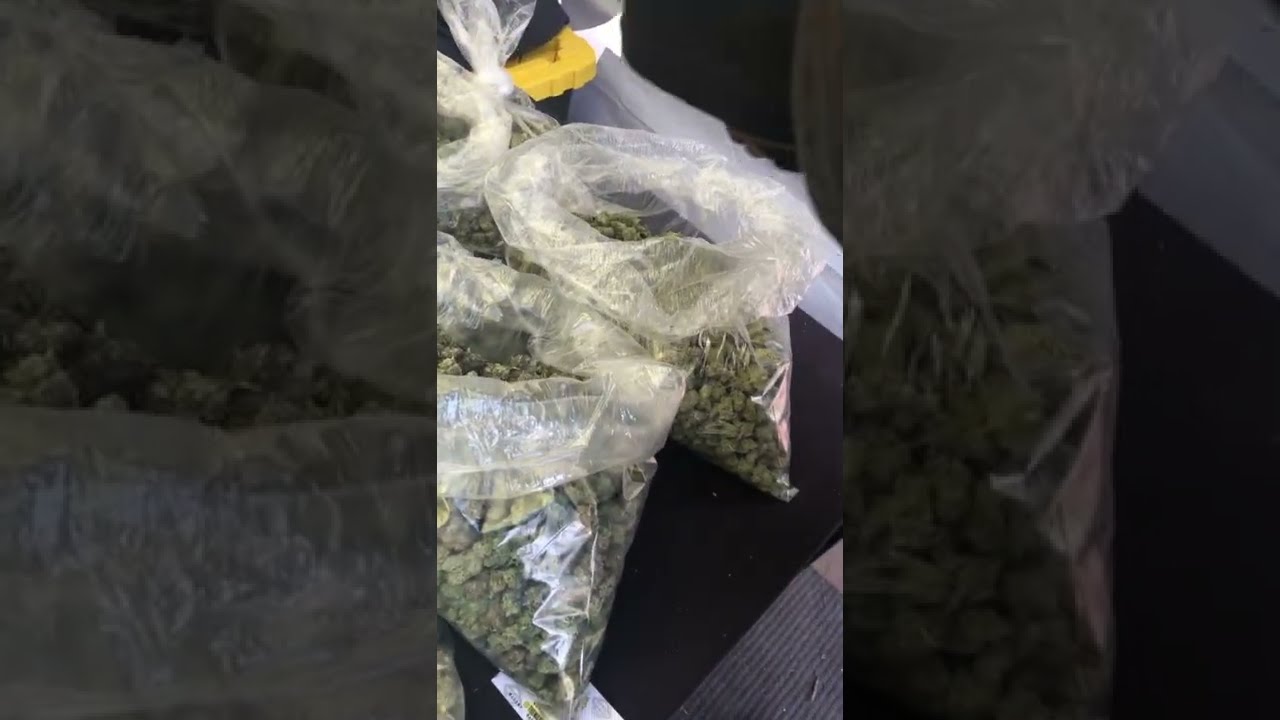 Michigan rainbow farm weed fest