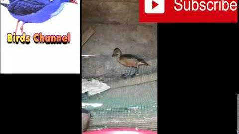 SUARA BURUNG BELIBIS PALING DI BURU. BELIBIS POLOS/MATA KUNING SUARA JERNIH COCOK UNTUK PIKATAN