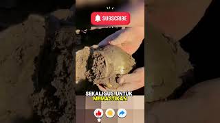 🪙🌿 Kakek Ini Menemukan Tumpukan Koin Kuno di Tanah Kebunnya! #hartakarun #koinkuno #emas #hartakuno