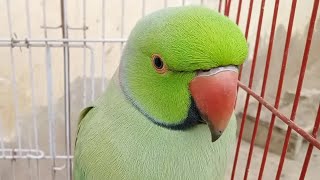 Ringneck Talking Parrot with Natural Sounds