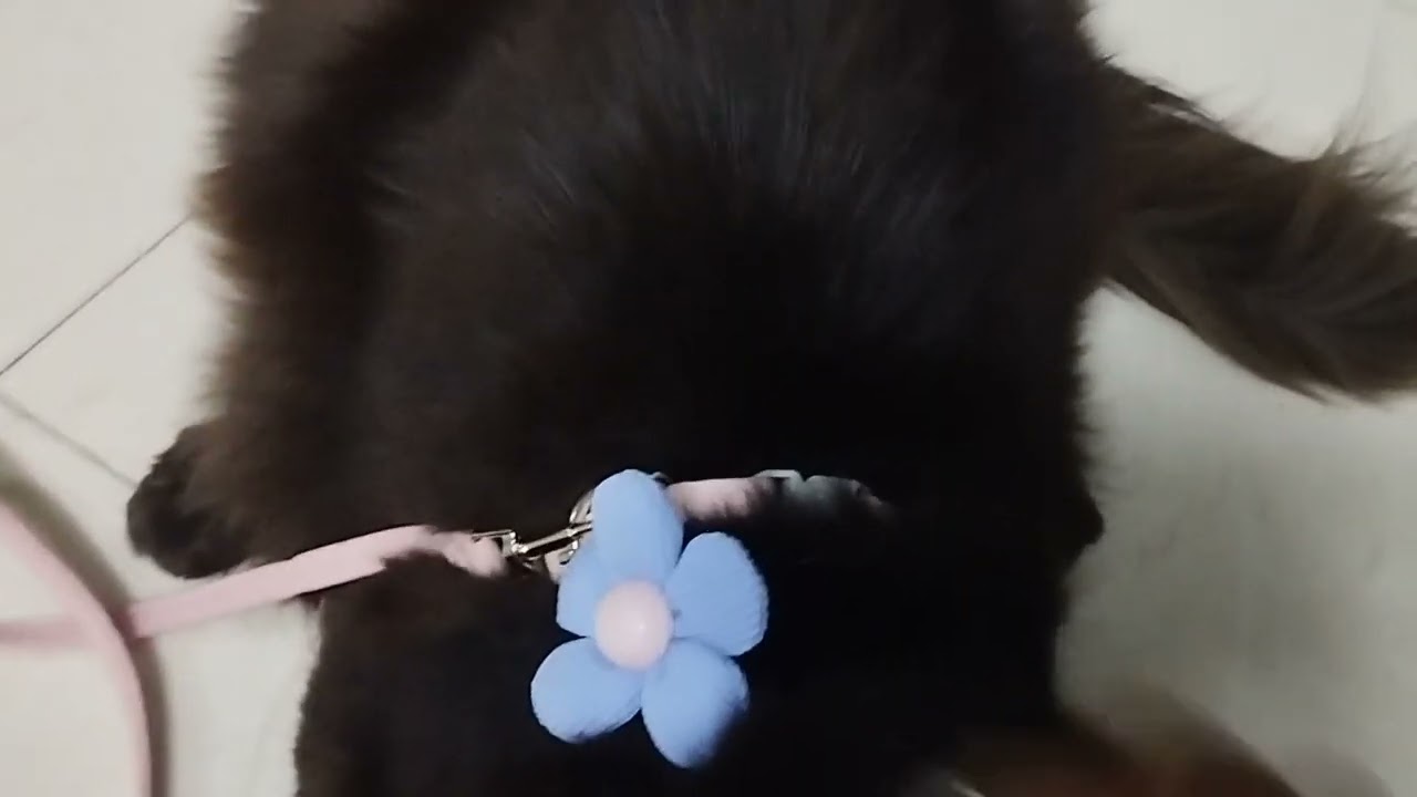 Qpets® Cat Harness for Outdoor Walking & Travel (S, Chest 25-41cm, Neck 20-30cm)