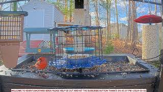 Live Bird Feeder Cam Wow this place really is for the birds