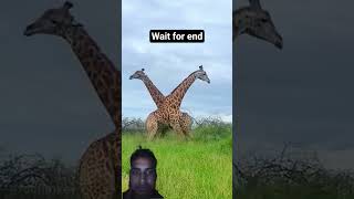 Lion vs Tiger vs Wild Yak 😱 | जंगल की सबसे खतरनाक लड़ाई | Animals fighting style #shorts #factlinker