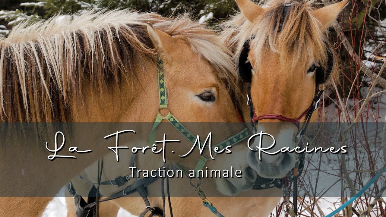 La forêt, mes racines: Traction animale