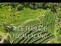 BALI. RICE TERRACE TEGALLALANG