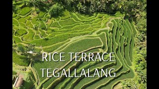 BALI. RICE TERRACE TEGALLALANG