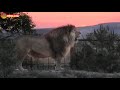 Дивный вечерочек - пол часа из львиной жизни Тайгана. Half an hour from a lion's life. Taigan.