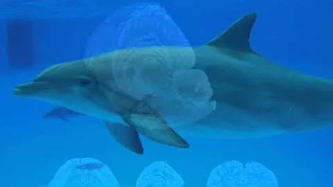 Dolphins by Liz Doan