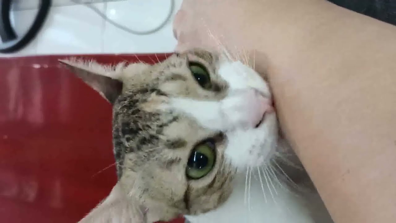 pet cat Aya massage my hand