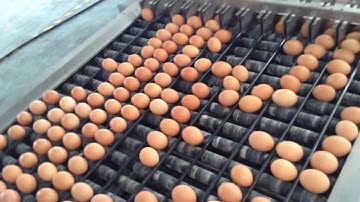 egg collection, egg cleaning, egg sorting and egg packing system
