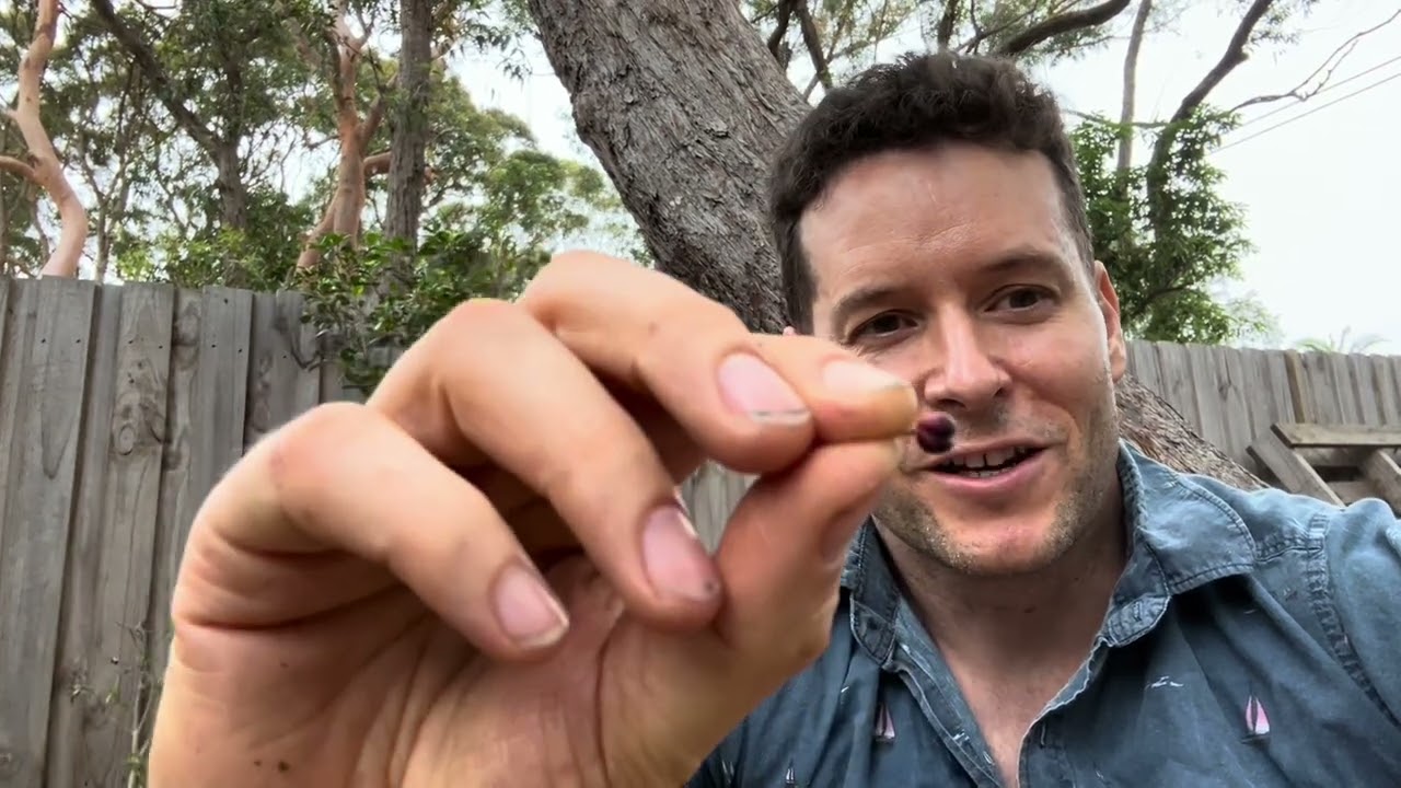 Native Australian gardening and music with Angus episode 1 (Tasmanian pepperberry and MJ Lenderman)