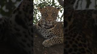 Getting stared out by a #leopard #shortsafrica #shorts #travel #safari #africa #wild #naturelovers