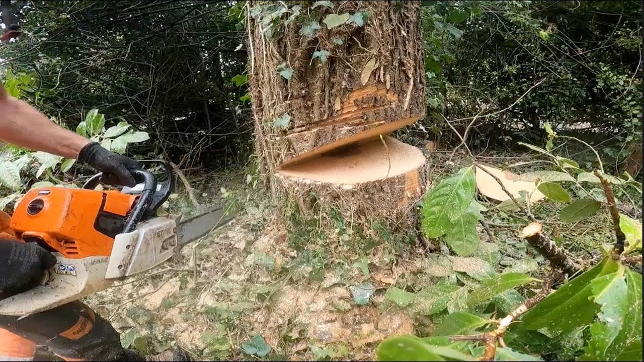 DEAD ASH TREE REMOVAL - YouTube
