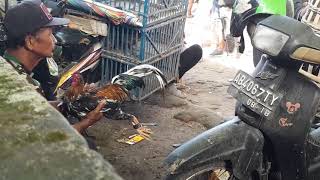 jual ayam birma blorok !!! cuma lakun 85 ribu !!! harga ayam bangkok anjlok di tahun 2026 ini !!!