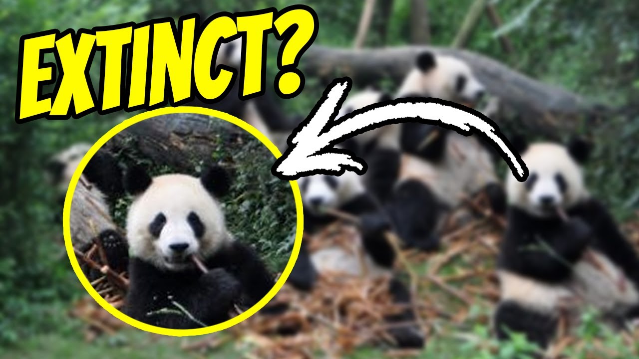 Understanding the Conservation Challenges Faced by these Majestic Creatures