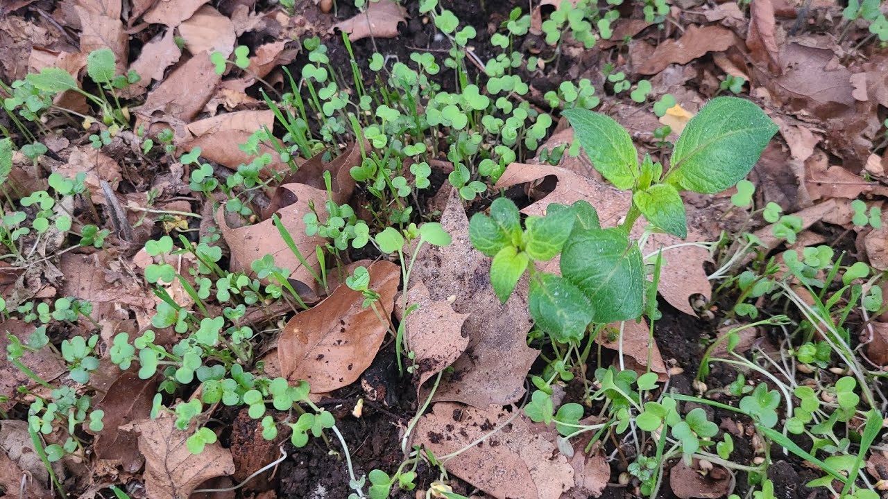 А картошка то опять проросла 😍