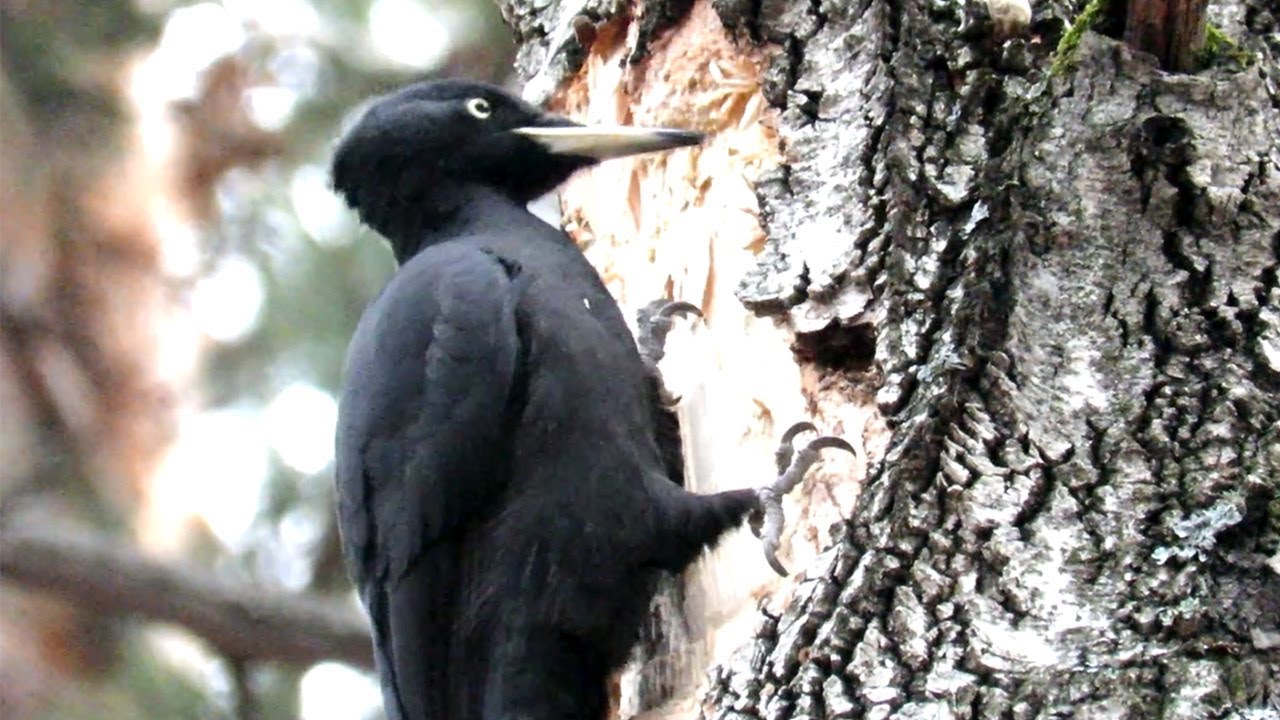"Черный как ночь" Желна долбит березу