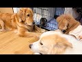 兄犬が子猫に威嚇をする事が許せないゴールデンレトリバー【ボーダーコリー】