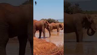The Elephant Mud Bath #africa #kenya #kenyasafari