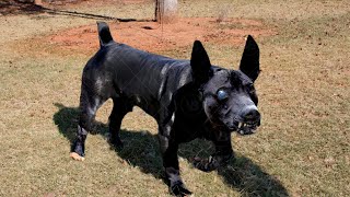 Meet The 10 Ugliest Dogs There Are