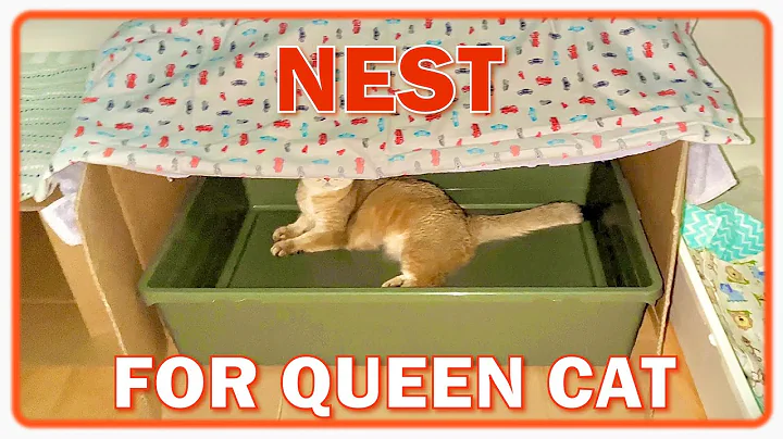 Watch the video about DIY Cat Birth Nest Prep | Comforting Pregnant Cat 🥰