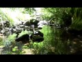 1H MUSIQUE RELAXANTE | BRUITS EAU QUI COULE ET CHANTS DES OISEAUX | RELAX'ACTION