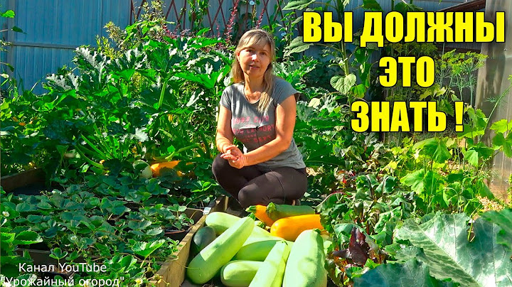 ТОЛЬКО ТАК КАБАЧКИ БУДУТ ХРАНИТЬСЯ СВЕЖИМИ ДО ВЕСНЫ!