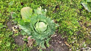 Spring Garden Disaster Tour by Variety Homestead 65 views 2 months ago 10 minutes, 3 seconds