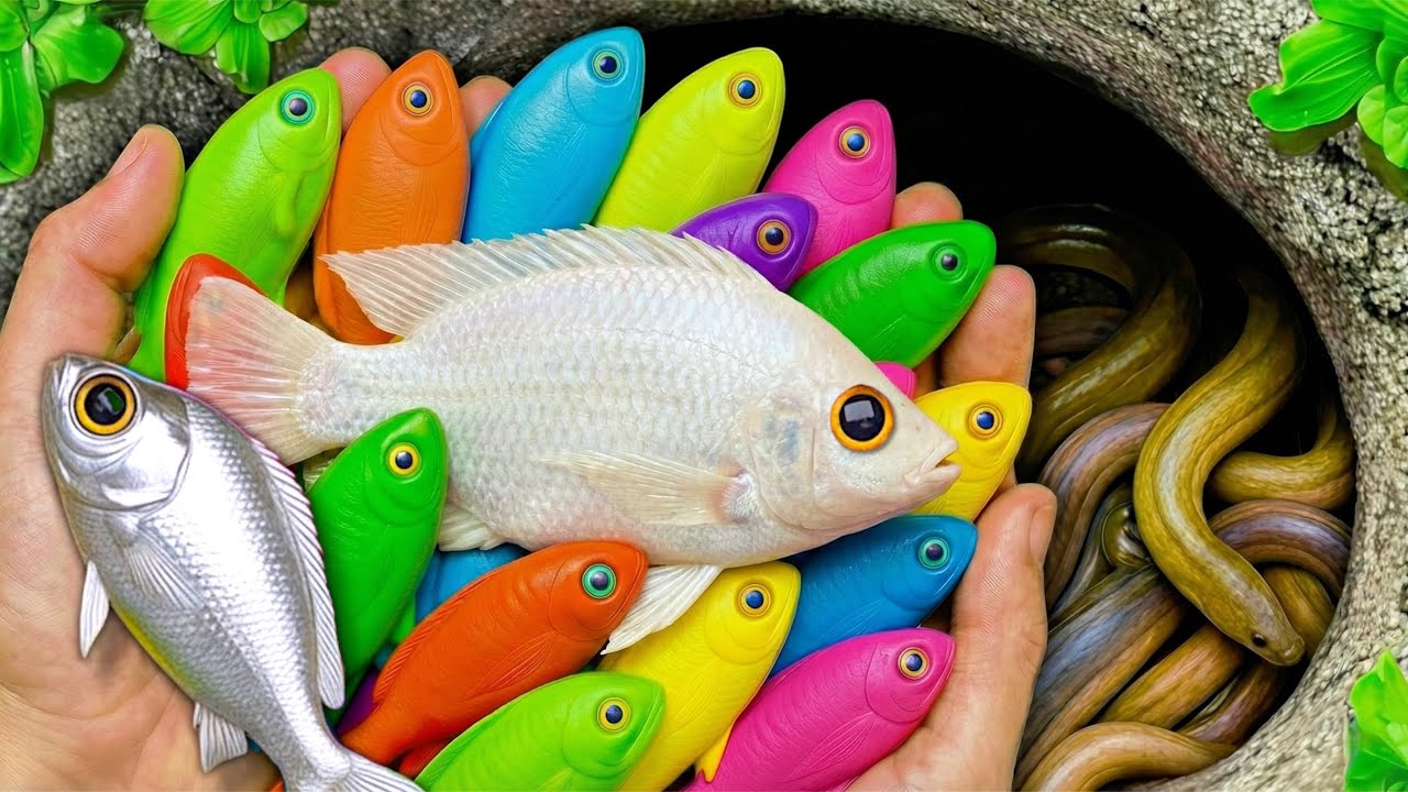 Catch Colorful Ornamental Aquarium Fish in Small Pond, Baby Turtle, Glofish , Molly Fish, Guppy, Koi