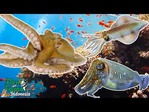 Video: Sotong dan sotong: perbezaan, foto