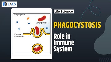 PHAGOCYSTOSIS ROLE IN IMMUNE SYSTEM I FAST REVISION SERIES I CSIR NET 2023
