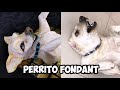 COMO HACER UN PERRO ECHADO CON FONDANT