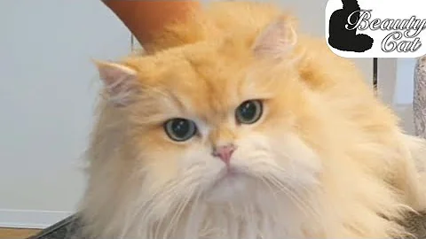Video 6137821: british long hair cat, cats catlover cutecat, cat hair grooming