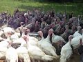 How to Get All of the Turkeys to Gobble at the Same Time