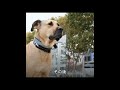 ある犬が七年間毎日決まった時間に地下鉄に乗っているのを見たことがあるか#科学解説#動物 #犬 #大型犬のいる生活