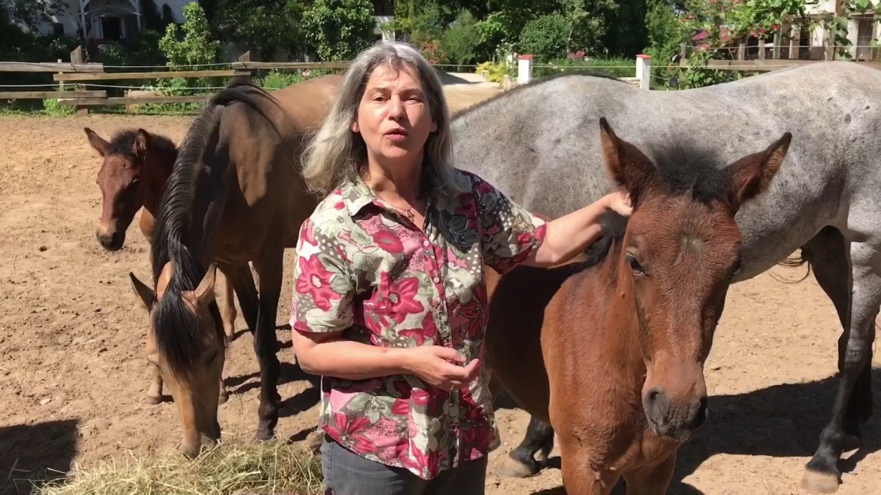 Harmonie am Privatgestüt Möningerberg - Reiten und Tanz / harmony, ride and dance