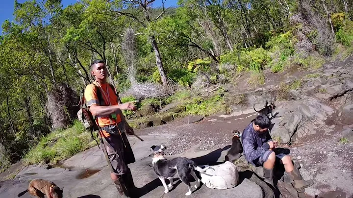 Big Island Wild Boar Hunt