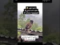 سبحان الله طائر المينا كانها تقول هات ليمون 