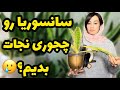 اینجوری سانسوریا رو نجات دادم برگ سانسوریا چروک و زرد شده چیکار کنیم روش احیا سانسوریا گیاه 