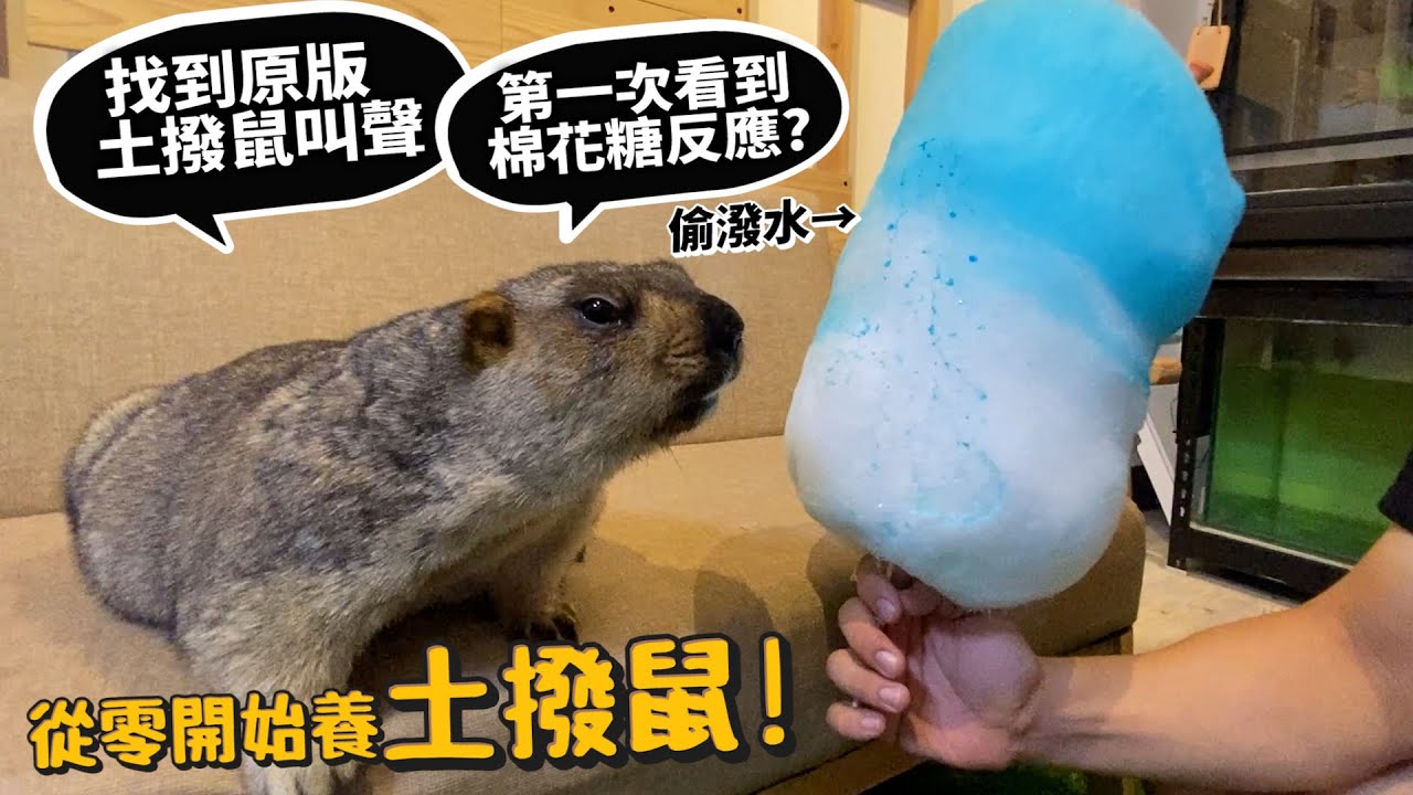 【從零開始養】土撥鼠!旱獺!原版土撥鼠叫聲?土撥鼠第一次看到棉花糖的反應?【許伯簡芝】