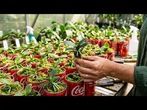 Don't throw away your Coca-Cola! Here's an amazing, little-known trick for propagating orchids.